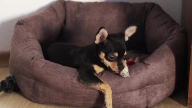 Küçük köpek yerde yatıyor. Chihuahua köpeği kameraya bakar.