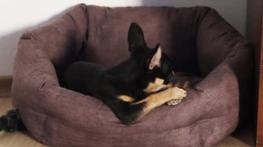 Küçük köpek yerde yatıyor. Chihuahua köpeği kameraya bakar.