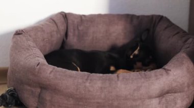 Küçük köpek yerde yatıyor. Chihuahua köpeği kameraya bakar.