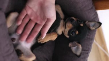 Küçük köpek yerde yatıyor. Chihuahua köpeği kameraya bakar.