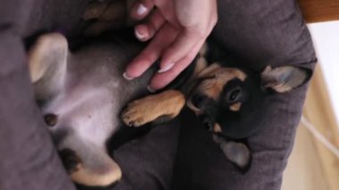 Küçük köpek yerde yatıyor. Chihuahua köpeği kameraya bakar.