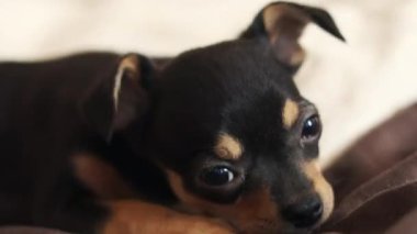 Küçük köpek yerde yatıyor. Chihuahua köpeği kameraya bakar.