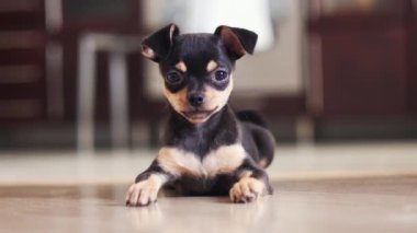 Küçük köpek yerde yatıyor. Chihuahua köpeği kameraya bakar.