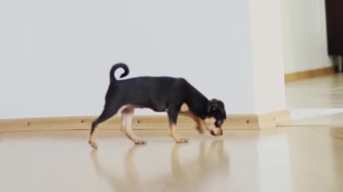 Küçük köpek yerde yatıyor. Chihuahua köpeği kameraya bakar.