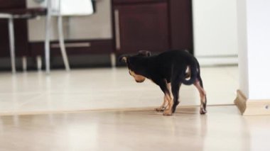 Küçük köpek yerde yatıyor. Chihuahua köpeği kameraya bakar.