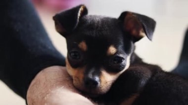Küçük köpek yerde yatıyor. Chihuahua köpeği kameraya bakar.
