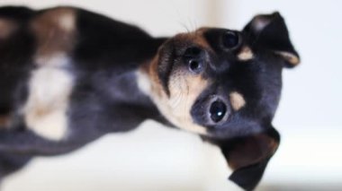 Küçük köpek yerde yatıyor. Chihuahua köpeği kameraya bakar.