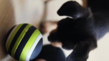 Küçük köpek yerde yatıyor. Chihuahua köpeği kameraya bakar.