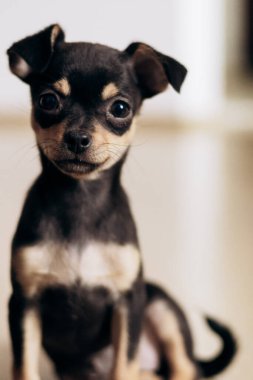 Chihuahua köpek yavrusu kameraya şakayla bakar. Evcil hayvanlar küçük arkadaşlardır.