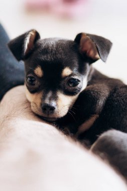 Chihuahua köpek yavrusu kameraya şakayla bakar. Evcil hayvanlar küçük arkadaşlardır.