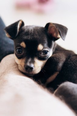 Chihuahua köpek yavrusu kameraya şakayla bakar. Evcil hayvanlar küçük arkadaşlardır.