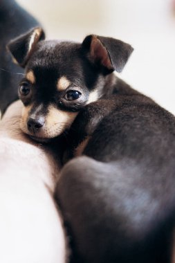 Chihuahua köpek yavrusu kameraya şakayla bakar. Evcil hayvanlar küçük arkadaşlardır.