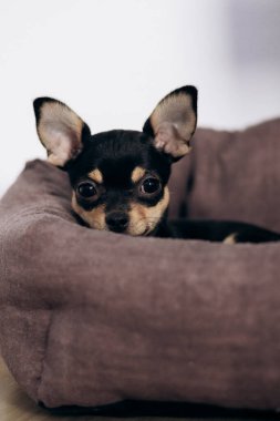 Chihuahua köpek yavrusu kameraya şakayla bakar. Evcil hayvanlar küçük arkadaşlardır.