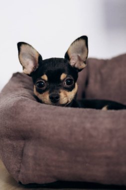 Chihuahua köpek yavrusu kameraya şakayla bakar. Evcil hayvanlar küçük arkadaşlardır.