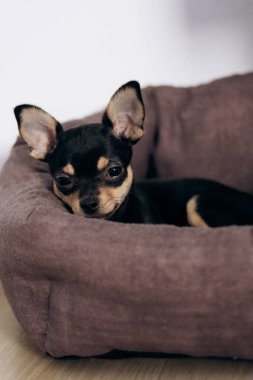 Chihuahua köpek yavrusu kameraya şakayla bakar. Evcil hayvanlar küçük arkadaşlardır.