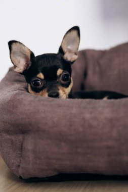 Chihuahua köpek yavrusu kameraya şakayla bakar. Evcil hayvanlar küçük arkadaşlardır.