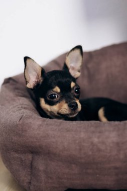 Chihuahua köpek yavrusu kameraya şakayla bakar. Evcil hayvanlar küçük arkadaşlardır.