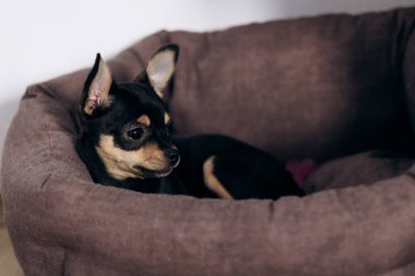 Chihuahua köpek yavrusu kameraya şakayla bakar. Evcil hayvanlar küçük arkadaşlardır.