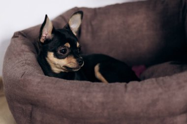 Chihuahua köpek yavrusu kameraya şakayla bakar. Evcil hayvanlar küçük arkadaşlardır.