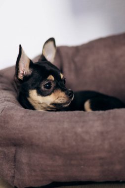 Chihuahua köpek yavrusu kameraya şakayla bakar. Evcil hayvanlar küçük arkadaşlardır.