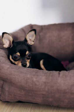 Chihuahua köpek yavrusu kameraya şakayla bakar. Evcil hayvanlar küçük arkadaşlardır.
