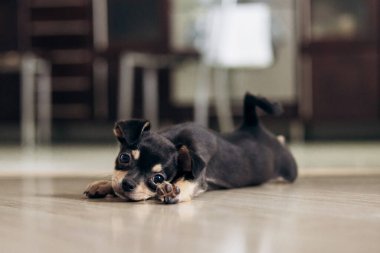 Chihuahua köpek yavrusu kameraya şakayla bakar. Evcil hayvanlar küçük arkadaşlardır.