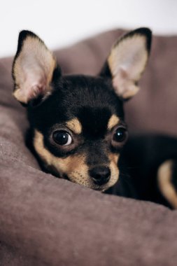 Chihuahua köpek yavrusu kameraya şakayla bakar. Evcil hayvanlar küçük arkadaşlardır.