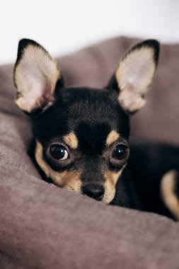 Chihuahua köpek yavrusu kameraya şakayla bakar. Evcil hayvanlar küçük arkadaşlardır.