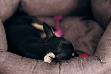 Chihuahua köpek yavrusu kameraya şakayla bakar. Evcil hayvanlar küçük arkadaşlardır.