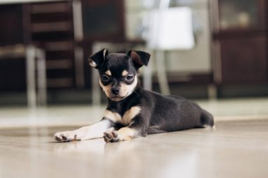 Chihuahua köpek yavrusu kameraya şakayla bakar. Evcil hayvanlar küçük arkadaşlardır.