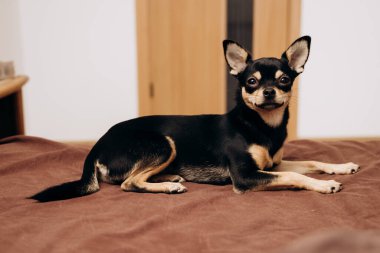 Kahverengi güzel safkan Chihuahua yatar ve yatağa oturur ve kameraya bakar.