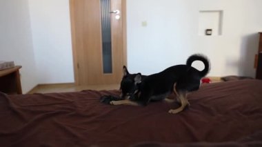 Küçük köpek yatakta koşar. Bir chihuahua köpeğinin hareket yakalama hareketi