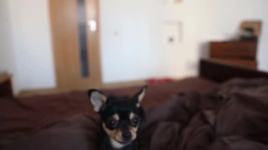 Küçük köpek yatakta koşar. Bir chihuahua köpeğinin hareket yakalama hareketi