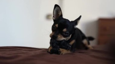 Küçük köpek yatakta koşar. Bir chihuahua köpeğinin hareket yakalama hareketi