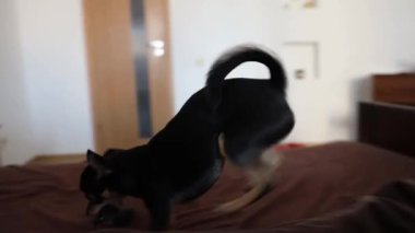 Küçük köpek yatakta koşar. Bir chihuahua köpeğinin hareket yakalama hareketi