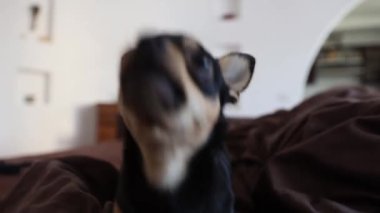 Küçük köpek yatakta koşar. Bir chihuahua köpeğinin hareket yakalama hareketi