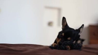 Küçük köpek yatakta koşar. Bir chihuahua köpeğinin hareket yakalama hareketi