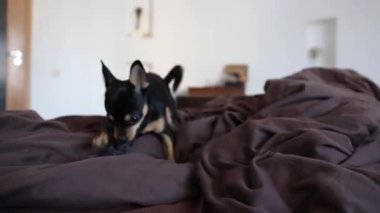 Küçük köpek yatakta koşar. Bir chihuahua köpeğinin hareket yakalama hareketi