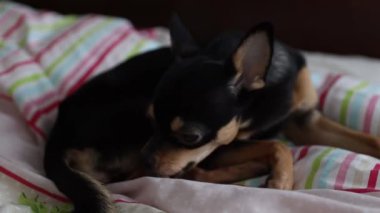 Küçük Chihuahua köpeği sahibinin eliyle oynar ve onu ısırır.