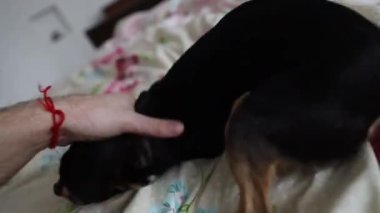 Küçük Chihuahua köpeği sahibinin eliyle oynar ve onu ısırır.