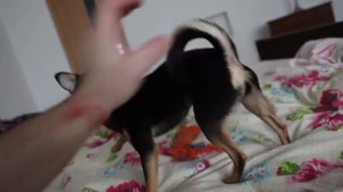 Küçük Chihuahua köpeği sahibinin eliyle oynar ve onu ısırır.
