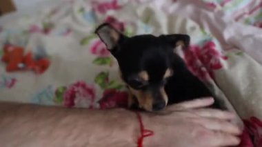 Küçük Chihuahua köpeği sahibinin eliyle oynar ve onu ısırır.