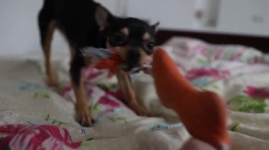 Küçük Chihuahua köpeği sahibinin eliyle oynar ve onu ısırır.