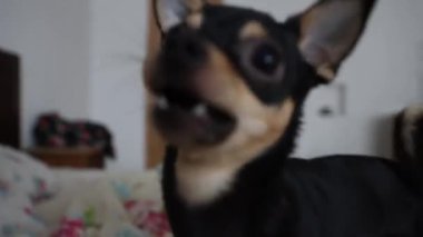 Küçük Chihuahua köpeği sahibinin eliyle oynar ve onu ısırır.