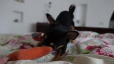 Küçük Chihuahua köpeği sahibinin eliyle oynar ve onu ısırır.