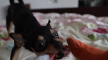 Küçük Chihuahua köpeği sahibinin eliyle oynar ve onu ısırır.