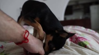 Küçük Chihuahua köpeği sahibinin eliyle oynar ve onu ısırır.