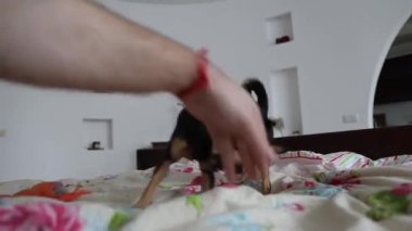 Küçük Chihuahua köpeği sahibinin eliyle oynar ve onu ısırır.