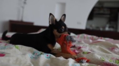 Küçük Chihuahua köpeği sahibinin eliyle oynar ve onu ısırır.