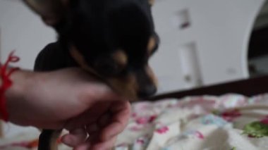 Küçük Chihuahua köpeği sahibinin eliyle oynar ve onu ısırır.